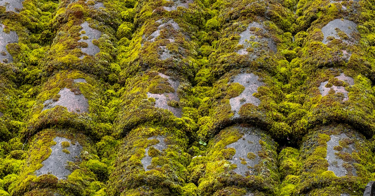 Investigating the Consequences of Chemical Runoff on Urban Ecosystems